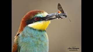 Abejaruco europeo Beeeater [upl. by Xirtaeb876]