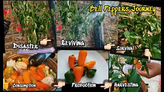 Bell peppers Journey Disaster to Survival to Consumption [upl. by Justinian]