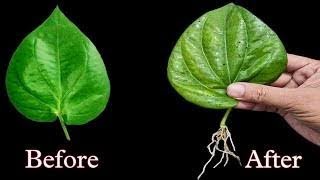 How To Grow Betel leaf Plant From Leaf [upl. by Orth361]