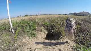 A Few Minutes with the Burrowing Owls [upl. by Cirtap]