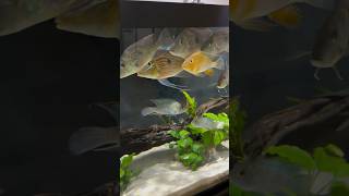 The South American Cichlid Tank One Year Later [upl. by Chuch]