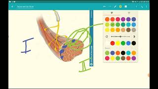 Neurofisiologia  lezione 13 il movimento parte I lunità motoria [upl. by Senhauser867]