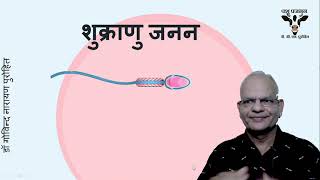 नर पशुओं में शक्तिशाली शुक्राणु निर्माण का विज्ञान  पशु प्रजनन में सुधार I Spermatogenesis [upl. by Angy]