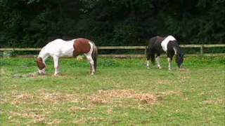 Virtual Tour of Webbs Childrens Horse Camp [upl. by Fabrianna585]