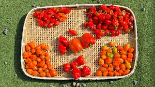 Bountiful Pepper Harvest From My Garden garden pepper harvest japan farmlife crystalworld5737 [upl. by Prudy]