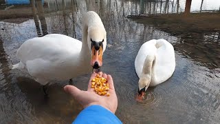 Hissing Swan eating from my hand  Feeding two beautiful swans [upl. by Accire]