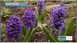 Growing Hyacinth  How to plant and grow Hyacinth [upl. by Annavahs]