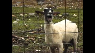 10 HOURS GOAT SCREAM PRANK [upl. by Rasecoiluj]