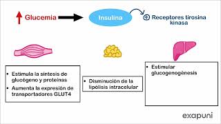 Introducción a Farmacología de la Diabetes [upl. by Basset]