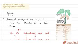 Differentiate betweena Hypocotyl and epicotylb Coleoptile and coleorhizac Integument an [upl. by Meihar202]