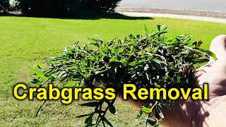 Get Rid Of Crabgrass Manually SeriouslyIts Easy [upl. by Keil]