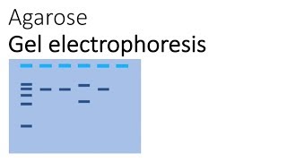 Agarose Gel Electrophoresis [upl. by Poree]