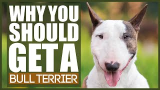 5 Reasons Why YOU SHOULD Get A BULL TERRIER [upl. by Melamed]