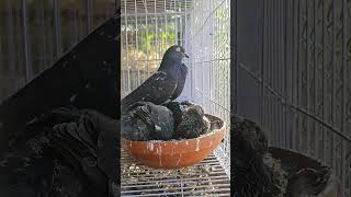 Pair of Rampuri pigeons the Pakistani flying pigeonزوج من حمام الرام بوري الحمام الباكستاني الطيار [upl. by Thebazile]