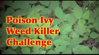 Poison Ivy Tough Weed Killer Challenge 3 Different Sprays [upl. by Noillid98]