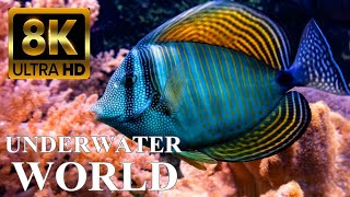 Underwater World 8K ULTRA HD – Marine Life Sea Animals and Coral Reef [upl. by Ellenig]