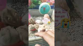 Vui cùng Hamster xuhuongyoutube [upl. by Oidgime]