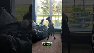 Just Two Dogs Looking Out The Window  RxCKSTxR Comedy Voiceover [upl. by Esialb]