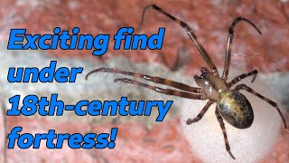 Eastern Cave Longjawed Orb Weaver  The Spiders in Your House [upl. by Ahseuqram]