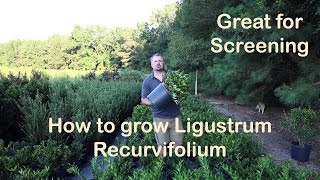 Ligustrum Recurvifolium is the make your neighbor go away plant [upl. by Ttenna]