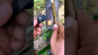 Branch grafting technique plslike viralshort viralvideo youtubeshorts shortsfeed shorts [upl. by Nylorak470]