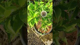 Dwarf Kadamba Plants In Telugu  కదంబ మొక్కలు  Flower Plants In Telugu  Kadiyam Abbai [upl. by Scoter]