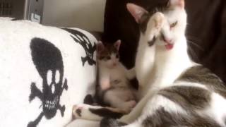 Adorable kitten learning how to clean copying his mom So cute [upl. by Aldora]