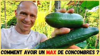 CONCOMBRES AU POTAGER  Taille tuteurage variétés [upl. by Ecniv761]