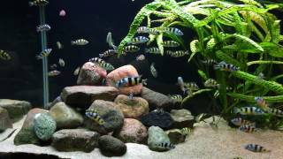 Haplochromis latifasciatus [upl. by Monika563]