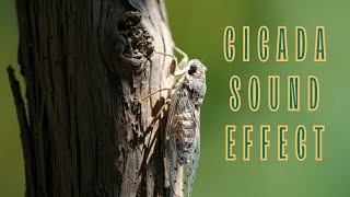 CICADA CHIRP l INSECTS I Sound effect I free download [upl. by Corine]