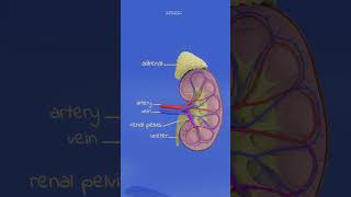 kidney anatomy and physiology animation humananatomy anatomy biology humanorgansystem [upl. by Dranyam]