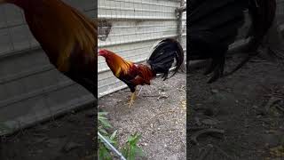 Radio Fighting Rooster [upl. by Etteneg]