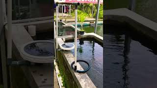 Perbedaan Diffuser vs Uniring untuk aerasi kolam ikan [upl. by Lissa]