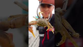 How To Catch FIDDLER CRABS For Bait🦀🎣🔥fishing fishingtechniques fiddlercrab [upl. by Emogene]