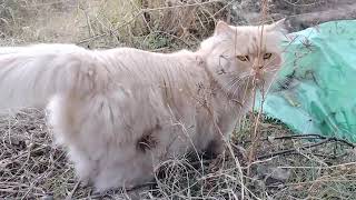 Bot Fly Removed from Cats neck [upl. by Ijuy]