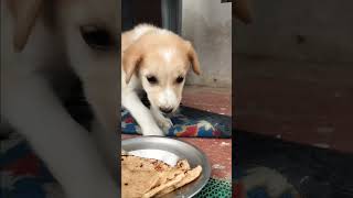 Bhola bhala dog song bollywood music newsong reels labrador funny shorts dog animals cute [upl. by Nobe]