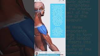 Visual Anatomy 3D  Facts about the Deltoid muscle [upl. by Keven]