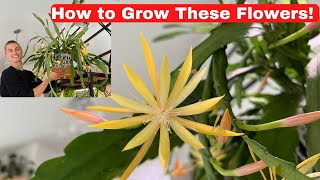 FLOWERING ORCHID CACTUS  Epiphyllum amp Disocactus Growing Tips to Get Orchid Cactus to Bloom [upl. by Bradford]