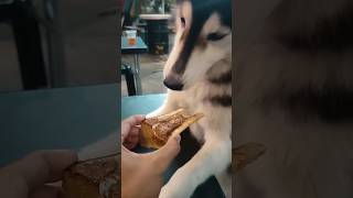 dog eating bone marrow  Kanto Pares Malingap Z Compoy onthisday husky dog [upl. by Georgianna]