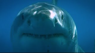 Blue Water White Shark Guadalupe 2008 [upl. by Azilef450]