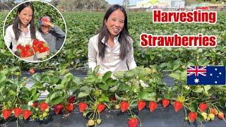 Nakabalik Ulit Kami Sa FarmHarvesting Strawberries [upl. by Campball]