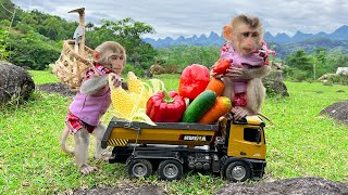 Smart Bim Bim harvests fruit for BBQ with baby monkey Obi [upl. by Craner]