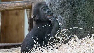 Baby Gorilla Makongo’s Adorable FingerSucking Habit [upl. by Eilsew]