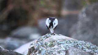 Pied wagtail calling [upl. by Assilram]