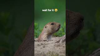 Funny Prairie Dog Screams 😂 [upl. by Eselrahc993]