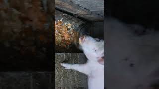 Das Schwein genießt ein farbenfrohes Festmahl aus Küchenabfällen Pig is eating slop [upl. by Fedora748]