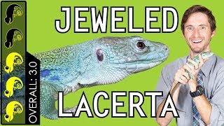 Jeweled Lacerta The Best Pet Lizard [upl. by Mir]