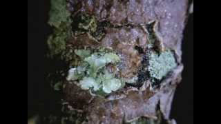 Lichens responding to water  Timelapse Video [upl. by Ogait]