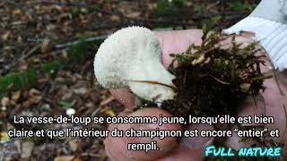 VESSE DE LOUP PERLÉE Lycoperdon perlatum [upl. by Jaye250]