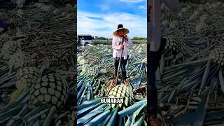 Agave  proses pembuatan TEQUILA [upl. by Tiga]